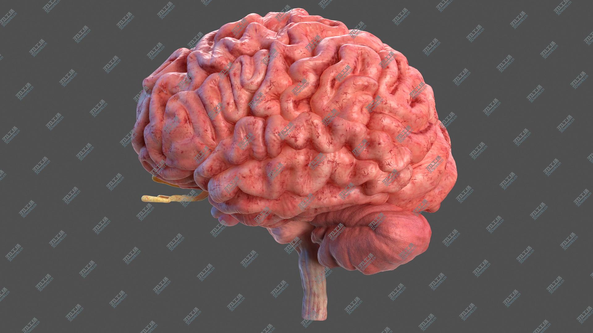 images/goods_img/20210313/3D Human Brain Full Anatomy model/2.jpg